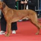 http://listadoderazasdeperrosygatos.blogspot.com/2015/02/raza-rhodesian-ridgeback.html